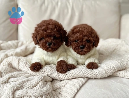 Teddy Görünümlü Poodle Yavruları - 8943 - Görsel 3