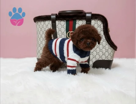 Kaliteli ve Sağlıklı Poodle YavrularI - 8945