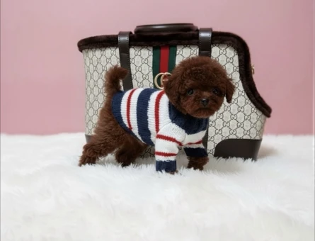 Kaliteli ve Sağlıklı Poodle YavrularI - 8945