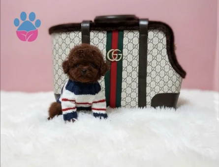 Kaliteli ve Sağlıklı Poodle YavrularI - 8945 - Görsel 3