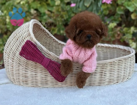Oyuncak Gibi Minik Poodle Yavruları - 8946