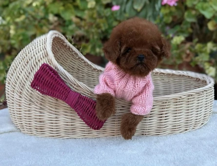 Oyuncak Gibi Minik Poodle Yavruları - 8946
