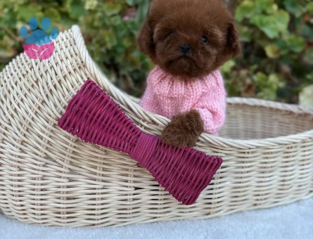Oyuncak Gibi Minik Poodle Yavruları - 8946 - Görsel 4