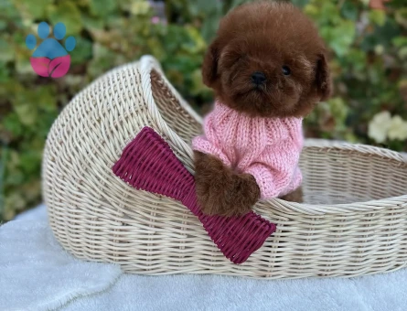 Oyuncak Gibi Minik Poodle Yavruları - 8946 - Görsel 3