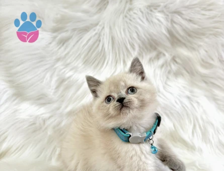 British Shorthair Blue Point Erkek Yavrumuz - 8948 - Görsel 2