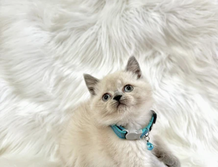 British Shorthair Blue Point Erkek Yavrumuz - 8948