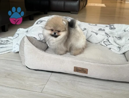 Teddy Suratlı Pomeranian Yavruları - 8949