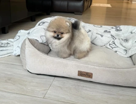 Teddy Suratlı Pomeranian Yavruları - 8949