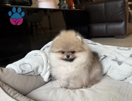 Teddy Suratlı Pomeranian Yavruları - 8949 - Görsel 4