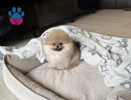 Teddy Suratlı Pomeranian Yavruları - 8949 - Görsel 3