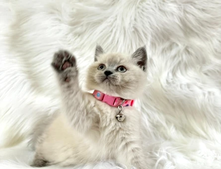 Dişi British Shorthair Bluepoint Güzelliğimiz - 8950