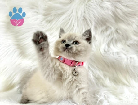 Dişi British Shorthair Bluepoint Güzelliğimiz - 8950 - Görsel 3