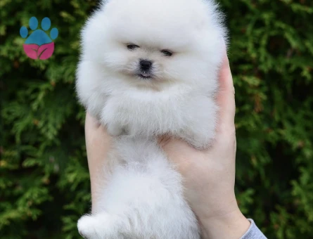 Pamuk Gibi Pomeranian Yavruları - 8951