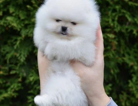 Pamuk Gibi Pomeranian Yavruları - 8951