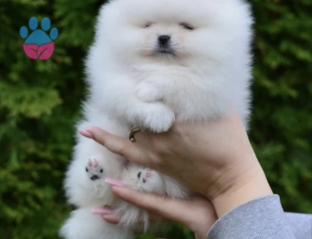 Pamuk Gibi Pomeranian Yavruları - 8951 - Görsel 4