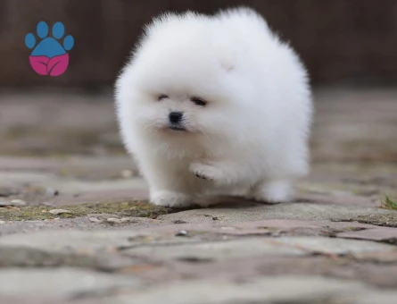 Pamuk Gibi Pomeranian Yavruları - 8951 - Görsel 3