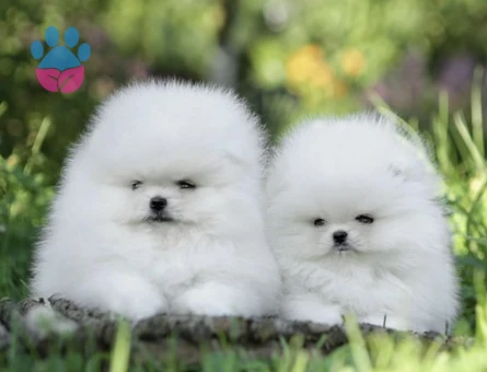Sevimli Pomeranian Yavruları Yeni Ailesini Bekliyor - 8952