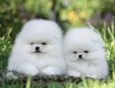 Sevimli Pomeranian Yavruları Yeni Ailesini Bekliyor - 8952