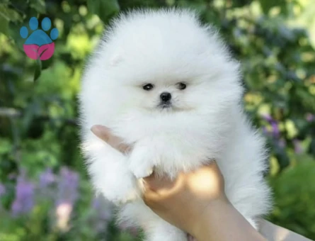 Sevimli Pomeranian Yavruları Yeni Ailesini Bekliyor - 8952 - Görsel 3