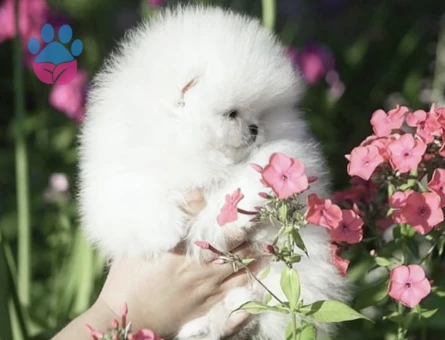 Sevimli Pomeranian Yavruları Yeni Ailesini Bekliyor - 8952 - Görsel 4