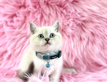 British Shorthair BluePoint Erkek 2 Aylık Bebeğimiz - 8954