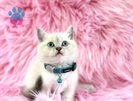 British Shorthair BluePoint Erkek 2 Aylık Bebeğimiz - 8954 - Görsel 3