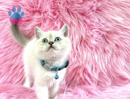 British Shorthair Erkek 2 Aylık Yavru Bebeğimiz - 8955 - Görsel 2