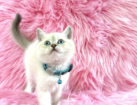 British Shorthair Erkek 2 Aylık Yavru Bebeğimiz - 8955