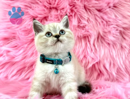 Şahane Güzellik British Shorthair Lynx Point Erkek - 8956 - Görsel 2