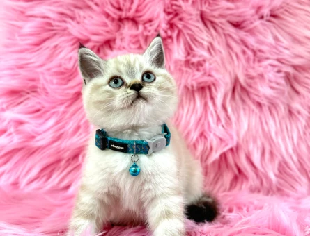 Şahane Güzellik British Shorthair Lynx Point Erkek - 8956