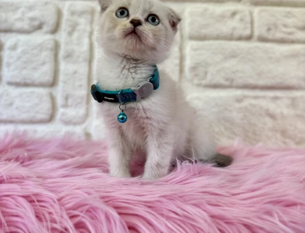 Point Scottish Fold Safkan Yavrumuz 2 Aylık - 8957