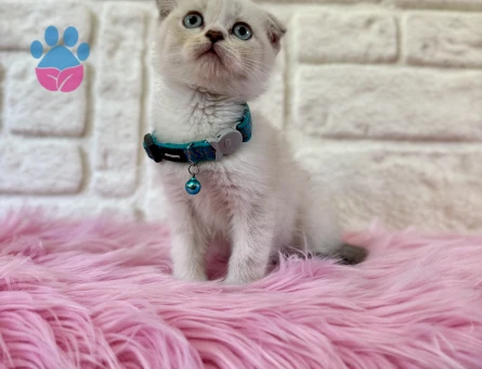 Point Scottish Fold Safkan Yavrumuz 2 Aylık - 8957 - Görsel 3