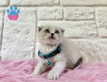 Safkan Erkek Scottish Fold Lynx Point Yavrumuz - 8959 - Görsel 2