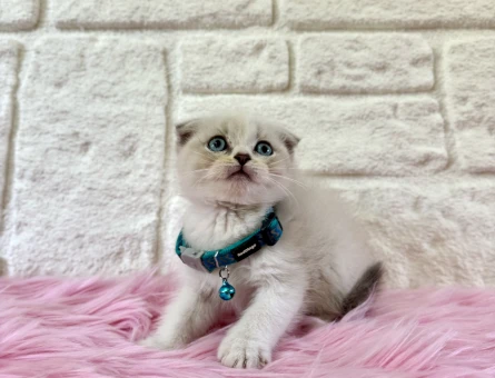 Safkan Erkek Scottish Fold Lynx Point Yavrumuz - 8959