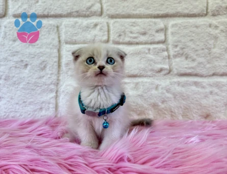 Safkan Erkek Scottish Fold Lynx Point Yavrumuz - 8959 - Görsel 3