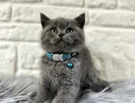 Gri British Shorthair Erkek Yavrumuz - 8960