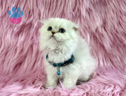 Scottish Fold Longhair Beyaz Erkek 2 Aylık - 8961 - Görsel 2
