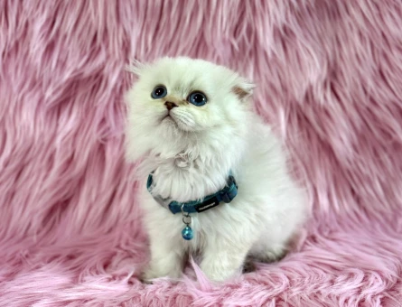 Scottish Fold Longhair Beyaz Erkek 2 Aylık - 8961