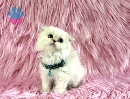 Scottish Fold Longhair Beyaz Erkek 2 Aylık - 8961 - Görsel 3