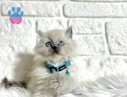 2 Aylık British Longhair Erkek Bluepoint Yavrumuz - 8962 - Görsel 2