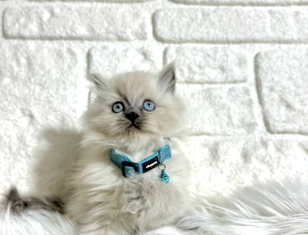 2 Aylık British Longhair Erkek Bluepoint Yavrumuz - 8962