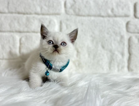 Bluepoint Erkek British Shorthair Yavru Bebeğimiz - 8963