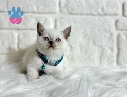 Bluepoint Erkek British Shorthair Yavru Bebeğimiz - 8963 - Görsel 3