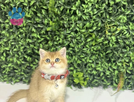 Şahane British Shorthair Golden Erkek Bebeğimiz - 8964 - Görsel 3