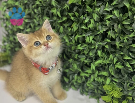 Şahane British Shorthair Golden Erkek Bebeğimiz - 8964 - Görsel 2