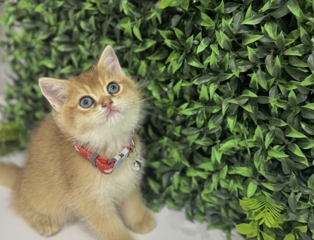 Şahane British Shorthair Golden Erkek Bebeğimiz - 8964