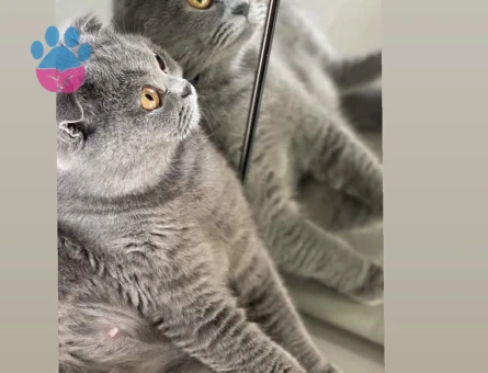 British Shorthair Kedimi sahiplenmek istiyorum - 8972 - Görsel 2