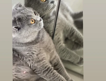 British Shorthair Kedimi sahiplenmek istiyorum - 8972
