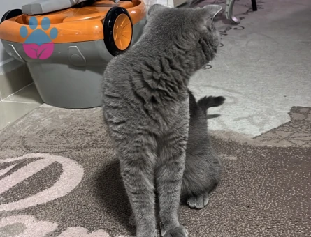 British Shorthair Kedimi sahiplenmek istiyorum - 8972 - Görsel 3
