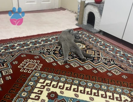 British Shorthair Kedimi sahiplenmek istiyorum - 8972 - Görsel 4